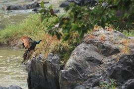 Paw indyjski - Indian Peafowl