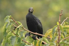 Kormoran skromny - Little Cormorant