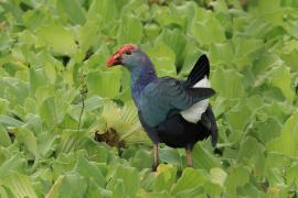 Modrzyk siwogłowy - Grey-headed Swamphen
