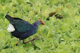 Modrzyk siwogłowy - Grey-headed Swamphen