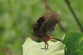 Kląskawka czarna - Pied Bush Chat