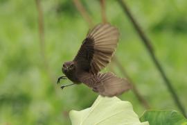 Kląskawka czarna - Pied Bush Chat