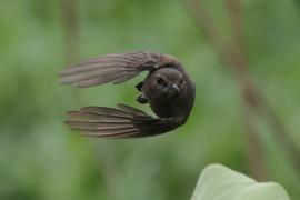 Kląskawka czarna - Pied Bush Chat