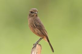 Kląskawka czarna - Pied Bush Chat