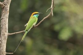 Żołna wschodnia - Green Bee-eater