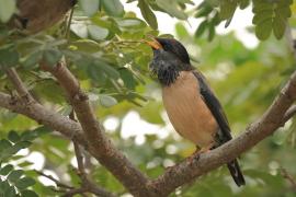 Pasterz - Rosy Starling