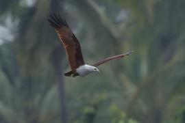 Kania bramińska- Brahminy Kite
