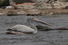 Pelikan indyjski - Spot-billed Pelican
