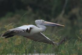 Pelikan indyjski - Spot-billed Pelican