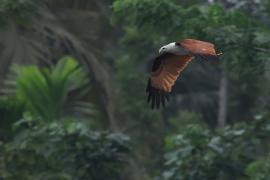 Kania bramińska- Brahminy Kite
