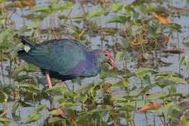 Modrzyk siwogłowy - Grey-headed Swamphen