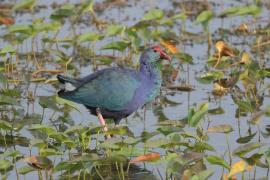 Modrzyk siwogłowy - Grey-headed Swamphen