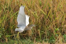 Czapla siodłata - Indian Pond-Heron