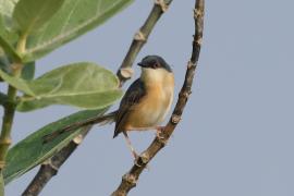Prinia indyjska - Ashy Prinia