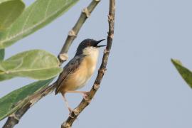 Prinia indyjska - Ashy Prinia
