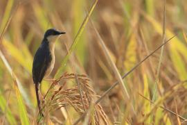 Prinia indyjska - Ashy Prinia