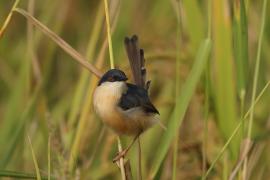 Prinia indyjska - Ashy Prinia