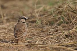 Pustynka szarawa - Ashy-crowned Sparrow Lark