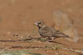 Pustynka szarawa - Ashy-crowned Sparrow Lark