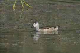 Kaczuszka azjatycka - Cotton Pygmy-goose