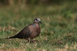 Synogarlica perłoszyja - Spotted Dove
