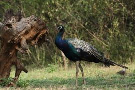 Paw indyjski - Indian Peafowl