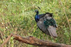 Paw indyjski - Indian Peafowl