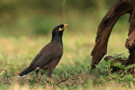 Majna brunatna - Common Myna