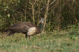 Paw indyjski - Indian Peafowl