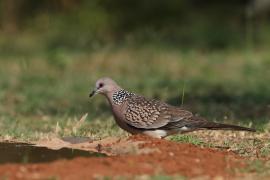 Synogarlica perłoszyja - Spotted Dove