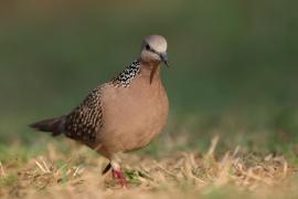 Synogarlica perłoszyja - Spotted Dove