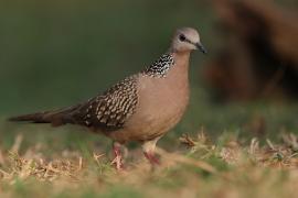 Synogarlica perłoszyja - Spotted Dove