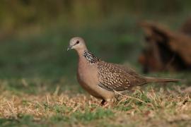 Synogarlica perłoszyja - Spotted Dove