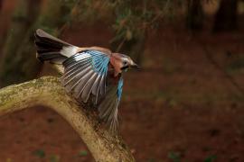 Sójka - Eurasian Jay