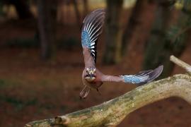 Sójka - Eurasian Jay