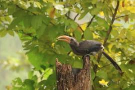 Dzioborożec szary - Ocyceros griseus - Malabar Grey-Hornbill