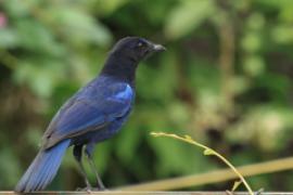 Gwizdokos malabarski - Myophonus horsfieldii - Malabar Whistling-Thrush