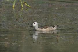Kaczuszka azjatycka - Nettapus coromandelianus - Cotton Pygmy-goose