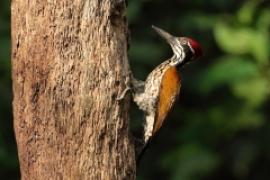 Sułtan indochiński - Chrysocolaptes guttacristatus - Greater flameback