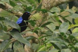 Turkuśnik indyjski - Irena puella - Asian Fairy-bluebird