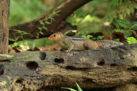 Pasecznik trójpręgi - Jungle palm squirrel