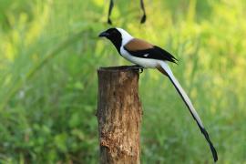 Srokówka białobrzucha - White-bellied Treepie