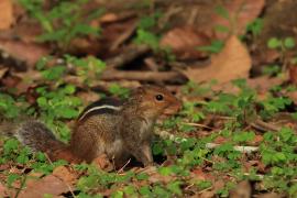 Pasecznik trójpręgi - Jungle palm squirrel