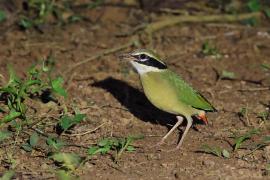 Kurtaczek bengalski - Indian Pitta