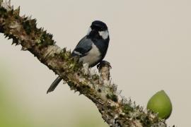 Bogatka - Great Tit