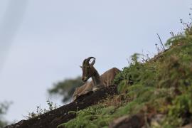 Eravikulam N.P. - Nilgiritar leśny