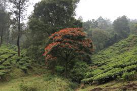 Plantacje herbaty