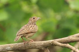 Skowroniec indyjski - Jerdon's Lark