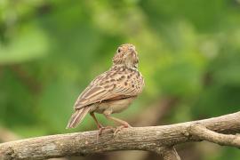 Skowroniec indyjski - Jerdon's Lark