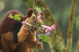 Wiewióra dekańska - Indian giant squirrel